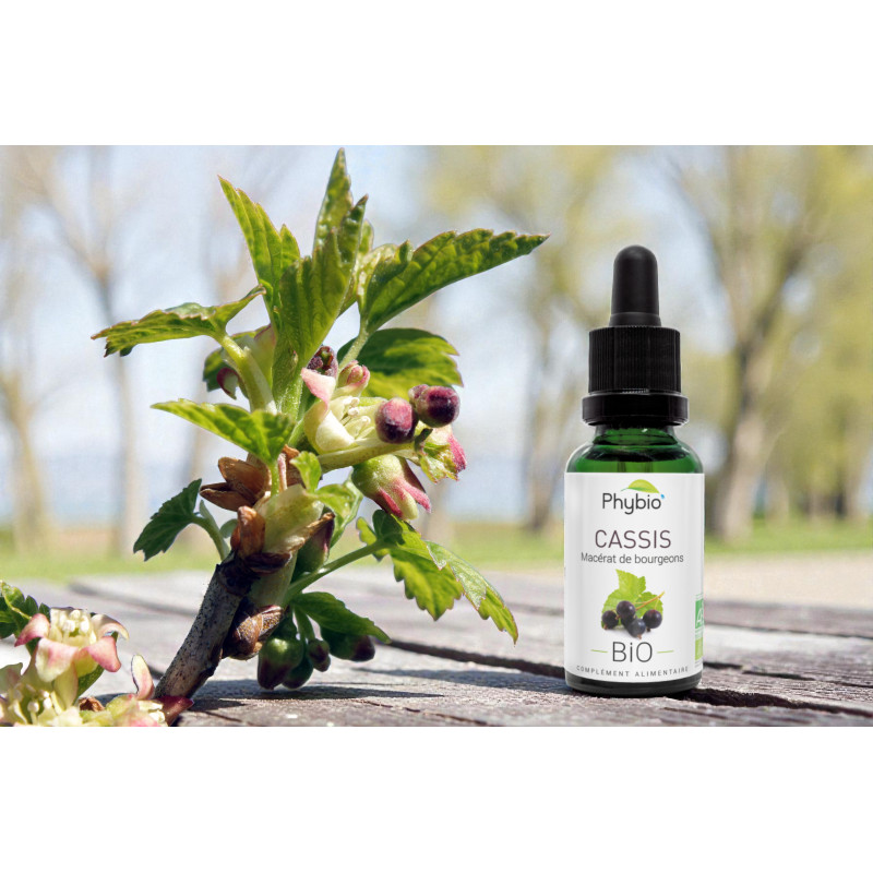 Macérat glycériné bio de bourgeons de cassis Phybio, fatigue allergie