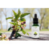 Macérat glycériné bio de bourgeons de cassis Phybio, fatigue allergie