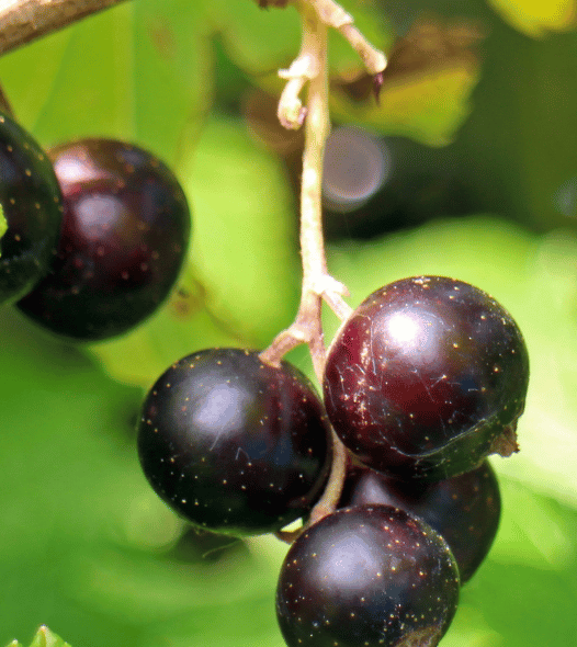 Cassis%20(2).png