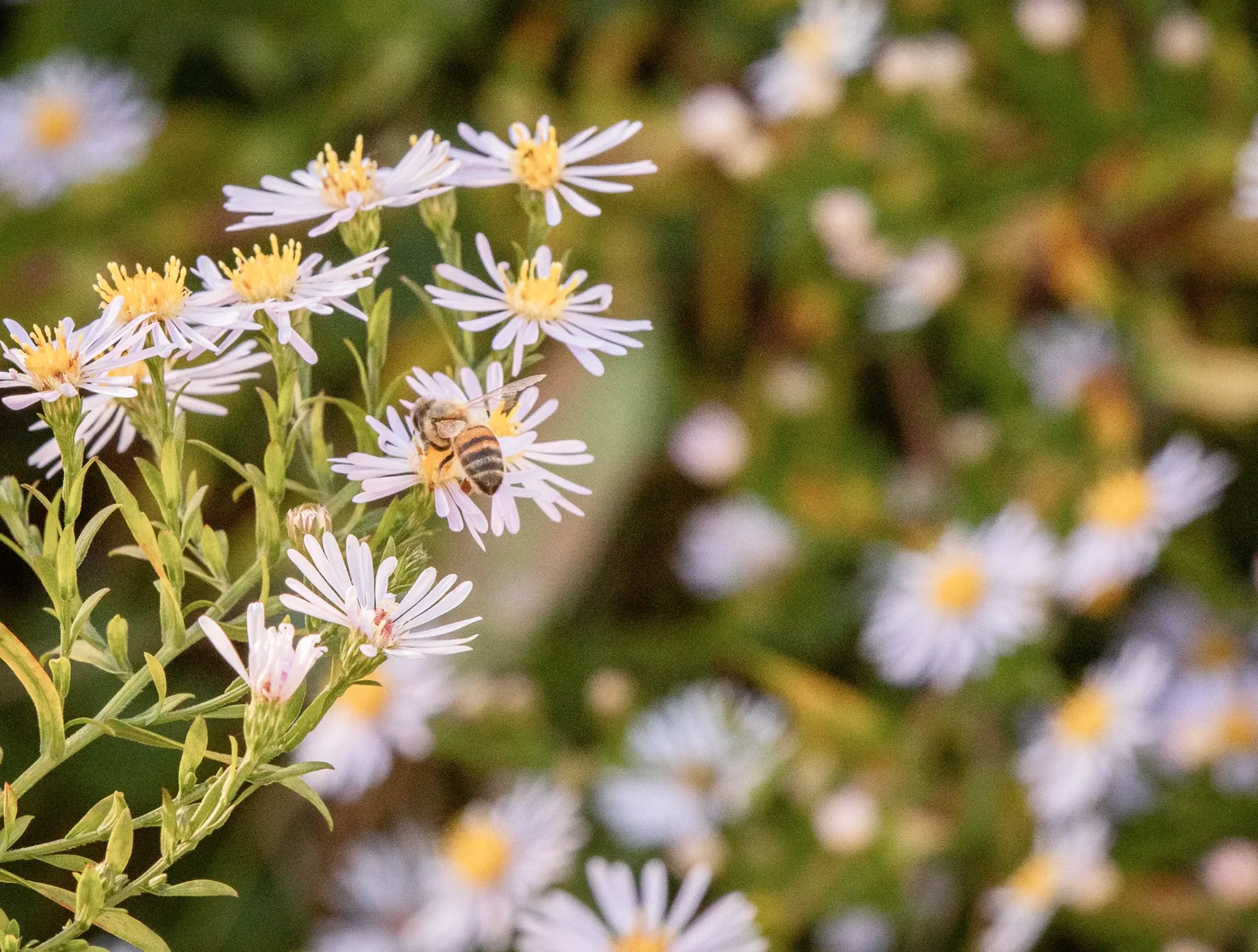 abeille-pollen-2048x1551.webp