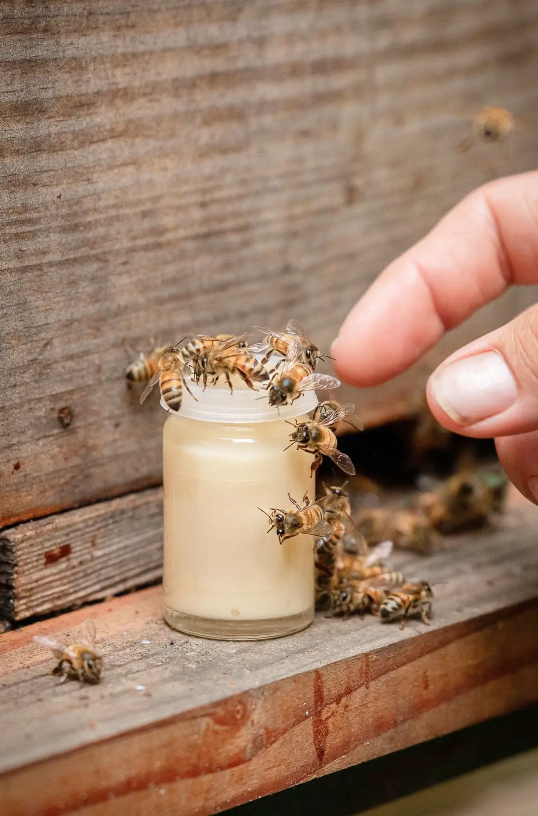 abeilles-devant-ruche.webp