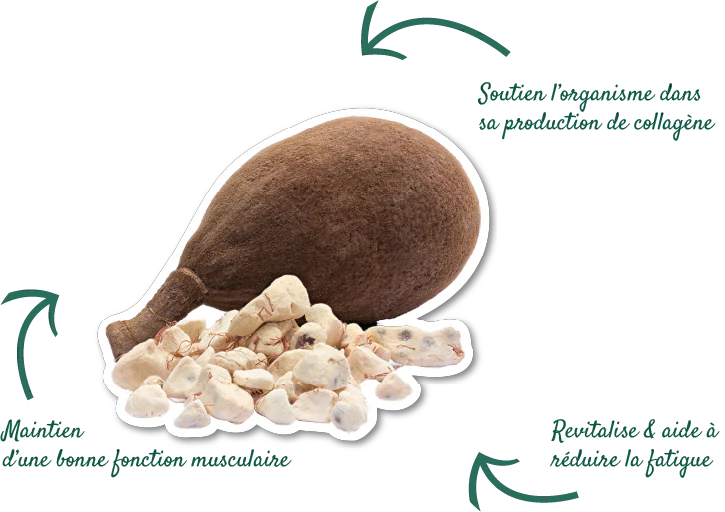 baobab et sport