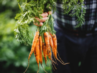 Pourquoi la carotte est définitivement un légume coup de cœur !