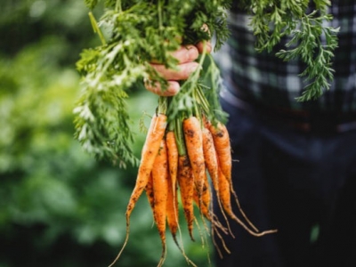 Pourquoi la carotte est définitivement un légume coup de cœur !