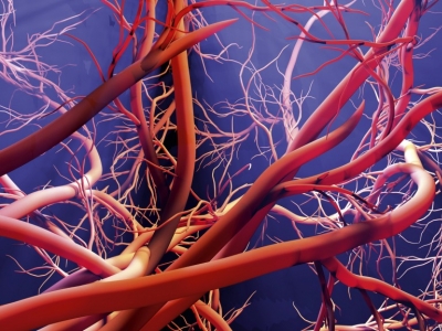 Prévenir et soulager la fragilité des vaisseaux capillaires