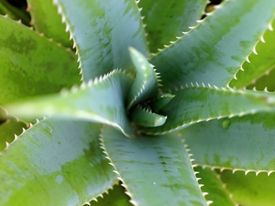 Tout savoir sur l'Aloe vera